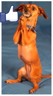 c&atilde;es