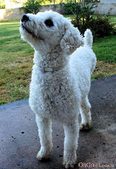  escolha do cão de guarda