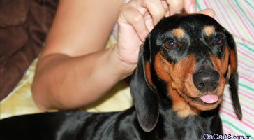 Coisas para saber sobre alimentação de cachorros
