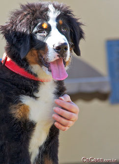 Frases sobre Cães