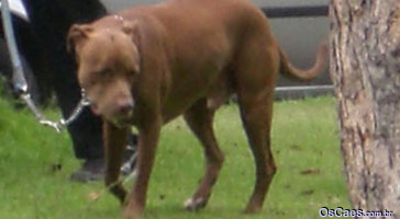 Cão de guarda