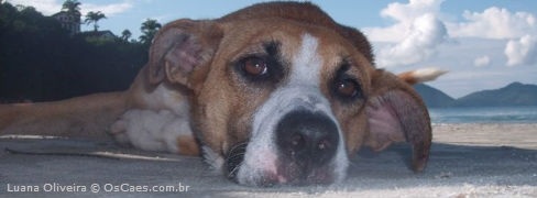 Coisas sobre cães que você provavelmente não sabia
