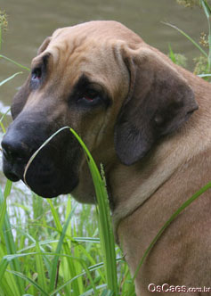 cães de guarda