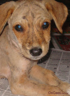 Primeiros socorros para cachorros