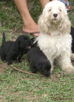 Cuidados com filhotes de cachorro