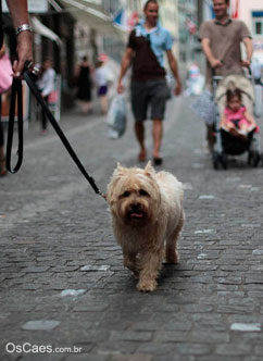 A saúde dos cães