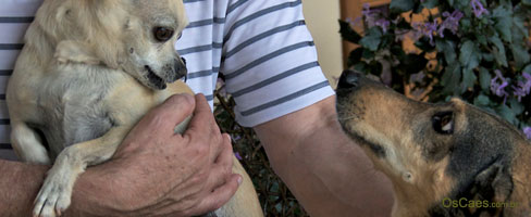 Cachorros para apartamento