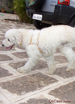 Viajar com ou sem o cachorro?