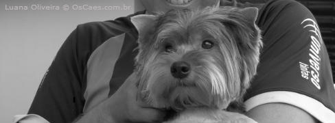Coisas sobre cães que você provavelmente não sabia