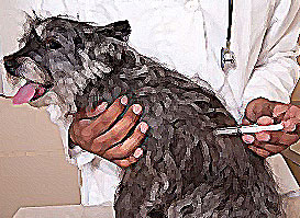 Vacinação de cães