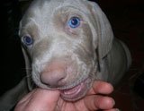 C&atilde;es 