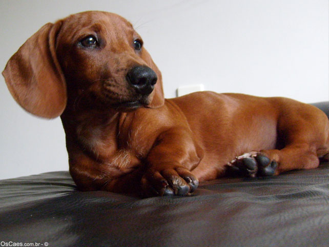 Dachshund