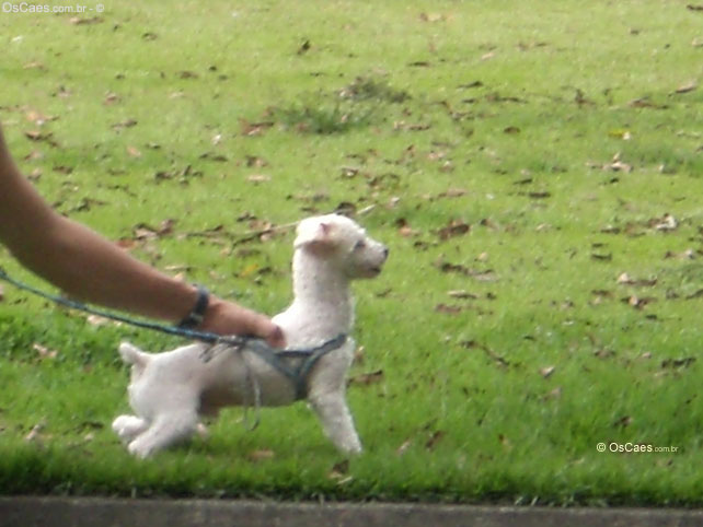 Cão Alerta