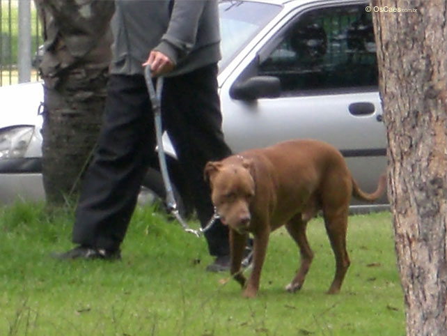 Cão feroz