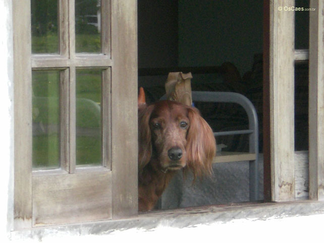 Cão na Janela