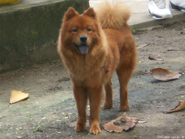 Chow Chow