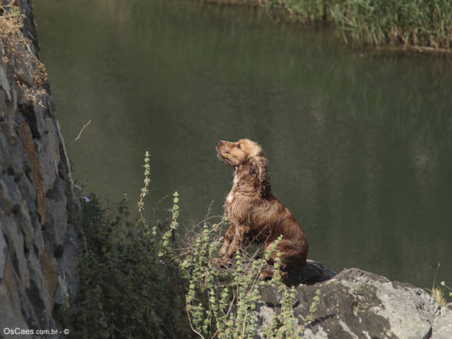 cocker spaniel