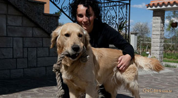 Sintomas de doenças em cachorros