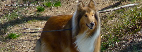 Collie 