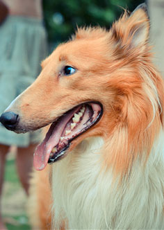 Collie 