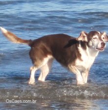 Banho e tosa de cachorros